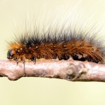 Rups van de Grote Beer Rups van de Grote Beer