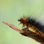 Rups van de Grote Beer Rups van de Grote Beer