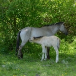 Koninkpaarden Koninkpaarden