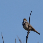 Blauwborst Blauwborst