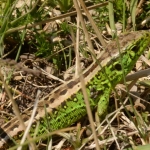 Zandhagedis Zandhagedis