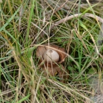 Aardster Aardster
