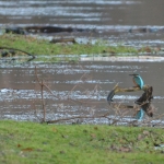 IJsvogel IJsvogel