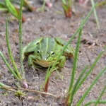 Groene kikker. Groene kikker.