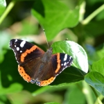 Atalanta Atalanta