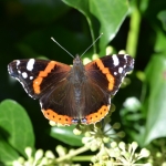 Atalanta Atalanta
