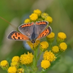 Kleine vuurvlinder Kleine vuurvlinder