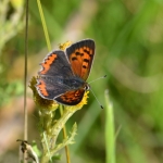 Kleine vuurvlinder Kleine vuurvlinder