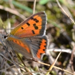 Kleine vuurvlinder Kleine vuurvlinder