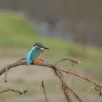 IJsvogel IJsvogel