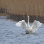 Wilde zwaan Wilde zwaan
