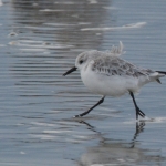 Drieteenstrandloper Drieteenstrandloper