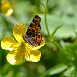 Landkaartje Landkaartje