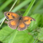 Oranje zandoogje Oranje zandoogje