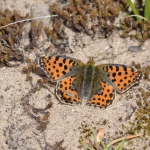 Kleine parelmoervlinder Kleine parelmoervlinder