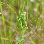 Grote sabelsprinkhaan Grote sabelsprinkhaan