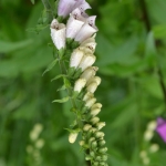 Vingerhoedskruid Vingerhoedskruid