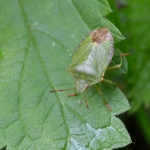 Groene schildwants (Palomena prasina). Groene schildwants (Palomena prasina).