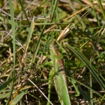 Grote sabelsprinkhaan Grote sabelsprinkhaan