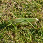 Grote sabelsprinkhaan Grote sabelsprinkhaan