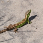 Zandhagedis Zandhagedis