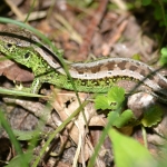 Zandhagedis Zandhagedis