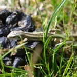 Zandhagedis Zandhagedis