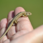 Zandhagedis Zandhagedis