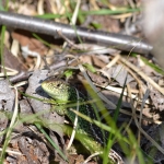 Zandhagedis Zandhagedis
