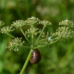 Huisjesslak Huisjesslak
