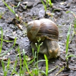 Huisjesslak Huisjesslak