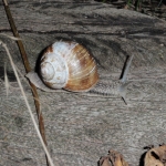 Huisjesslak Huisjesslak