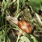 Huisjesslak Huisjesslak