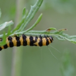 Rups van de Sint Jacobsvlinder Rups van de Sint Jacobsvlinder