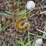 Rups van de kleine hageheld Rups van de kleine hageheld