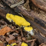 Heksenboter Heksenboter