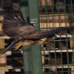Buizerd Buizerd
