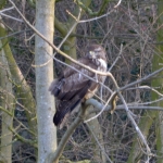 Buizerd Buizerd