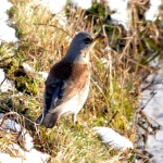 Kramsvogel Kramsvogel