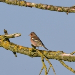 Vink Vink