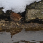 Winterkoninkje Winterkoninkje