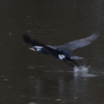 Aalscholver Aalscholver