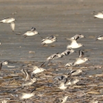Drieteenstrandloper Drieteenstrandloper