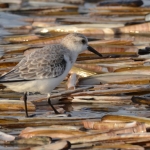 Drieteenstrandloper Drieteenstrandloper