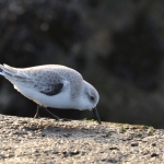 Drieteenstrandloper Drieteenstrandloper