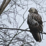 Blonde buizerd Blonde buizerd
