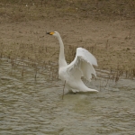 Wilde zwaan Wilde zwaan