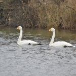 Wilde zwaan Wilde zwaan