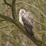 Blonde buizerd Blonde buizerd