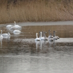 Wilde zwaan Wilde zwaan